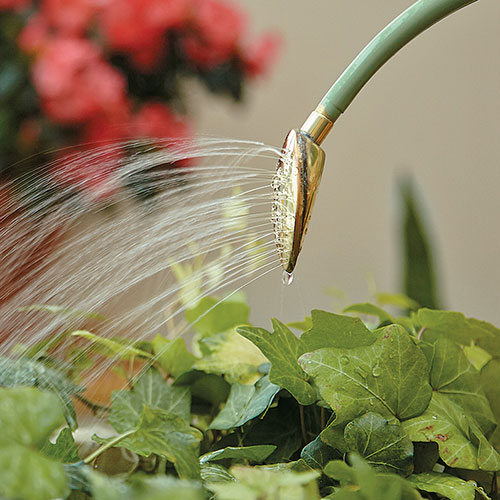 Watering a plant with a watering can.