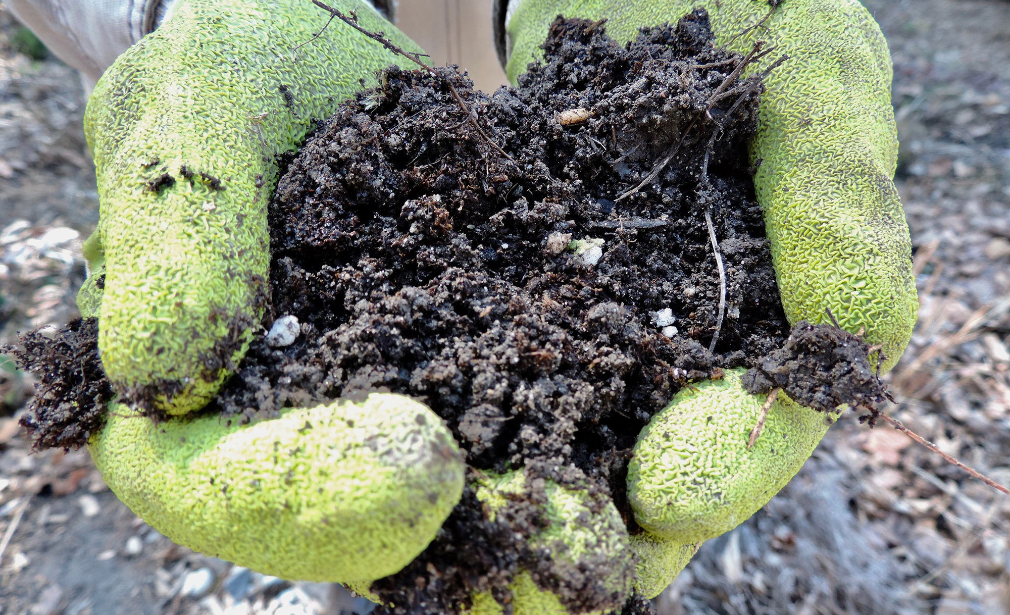 Gloved hands holding compost.