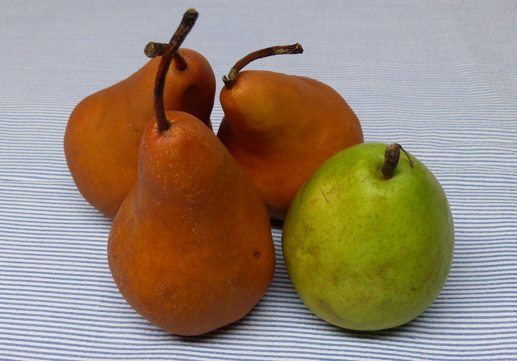 Three Bosc and one Anjou pear