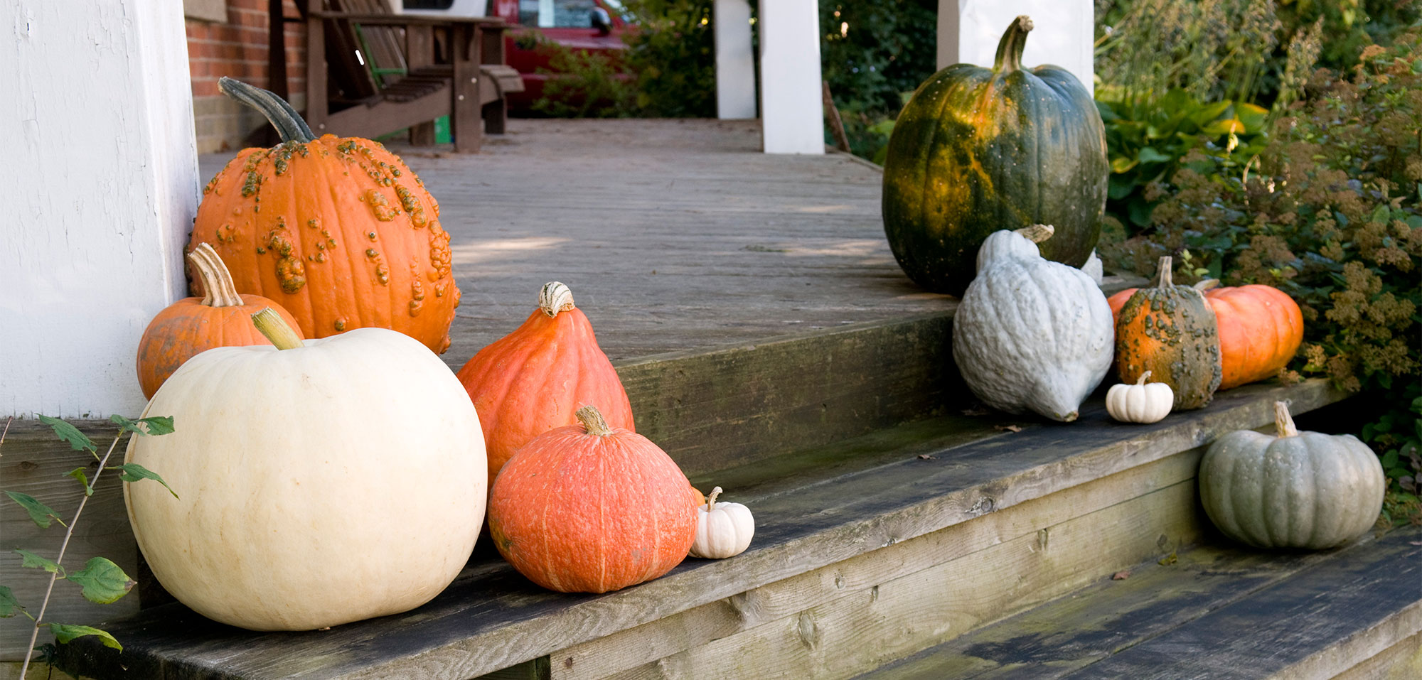 Variety of different kinds of pumpkins