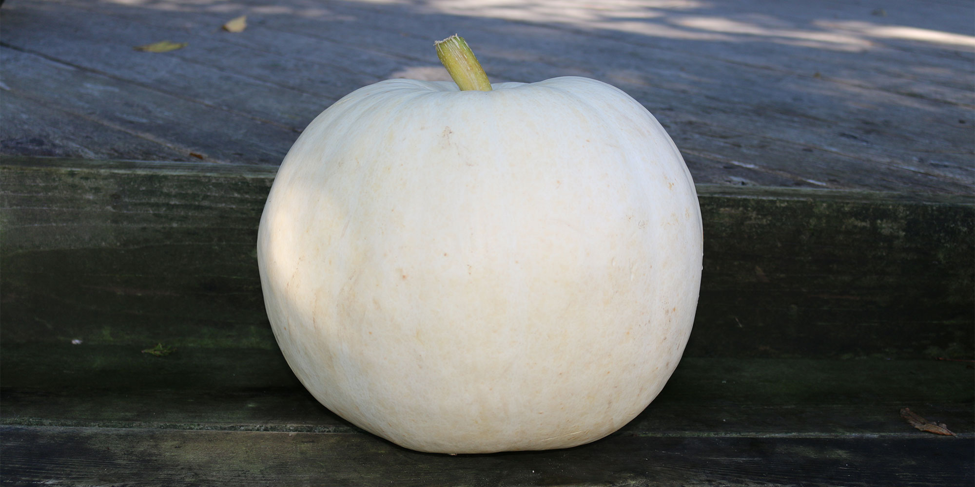A white Lumina pumpkin