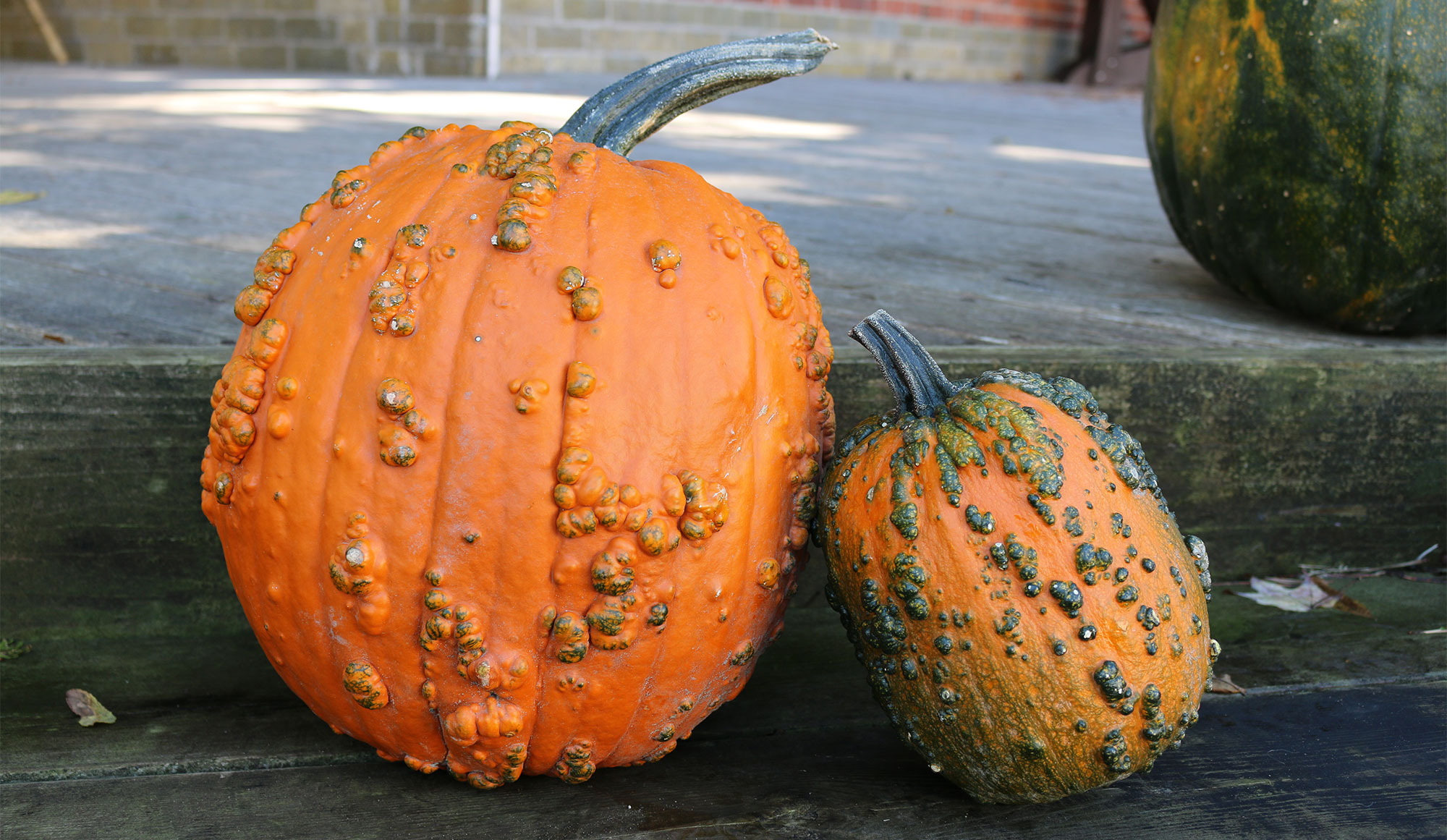 Wart-covered Knucklehead pumpkins