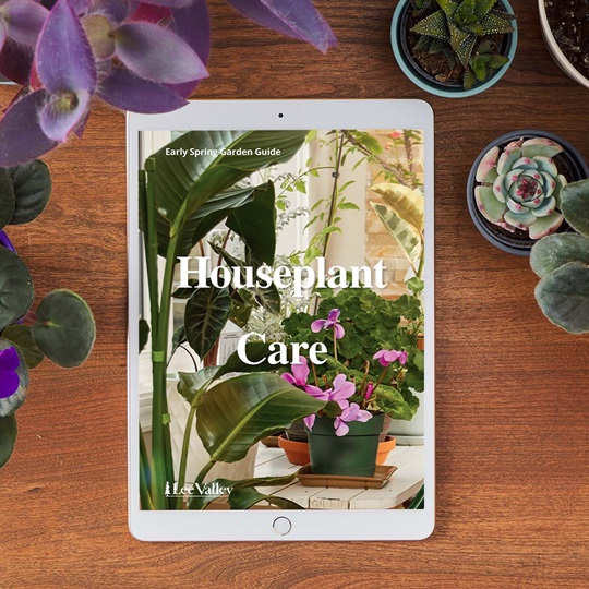 Early Spring Garden Guide: Houseplant Care