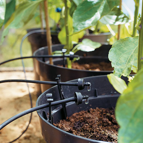 Irrigation hoses dripping water into potted plants.