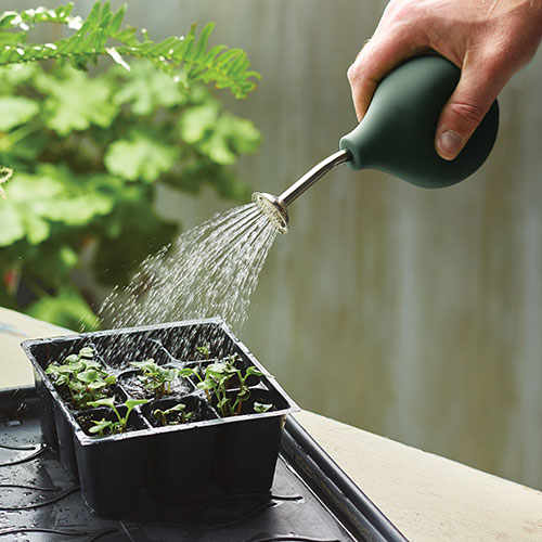 Watering a seedling with a hand water-sprayer.