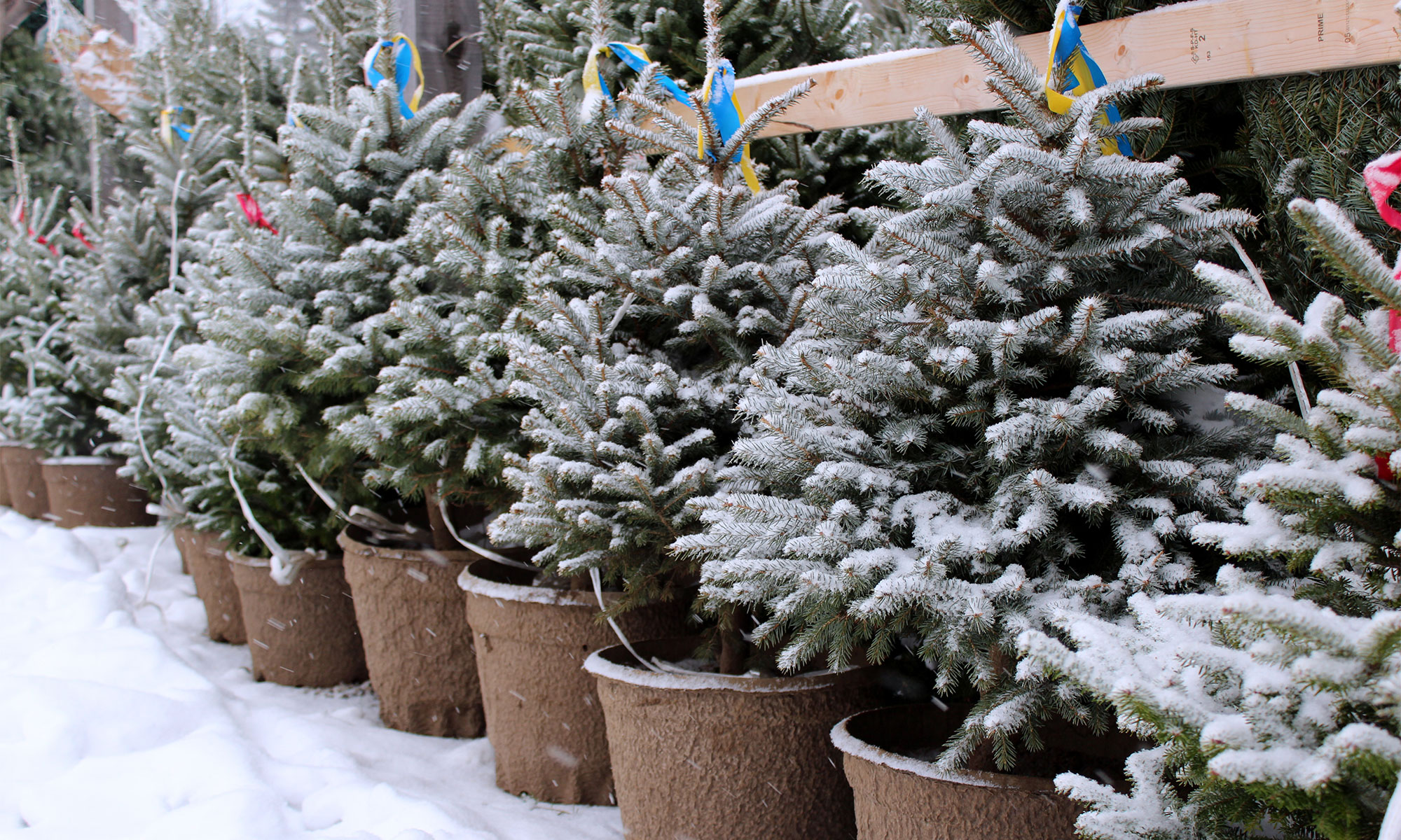Blue spruce trees grown in containers.