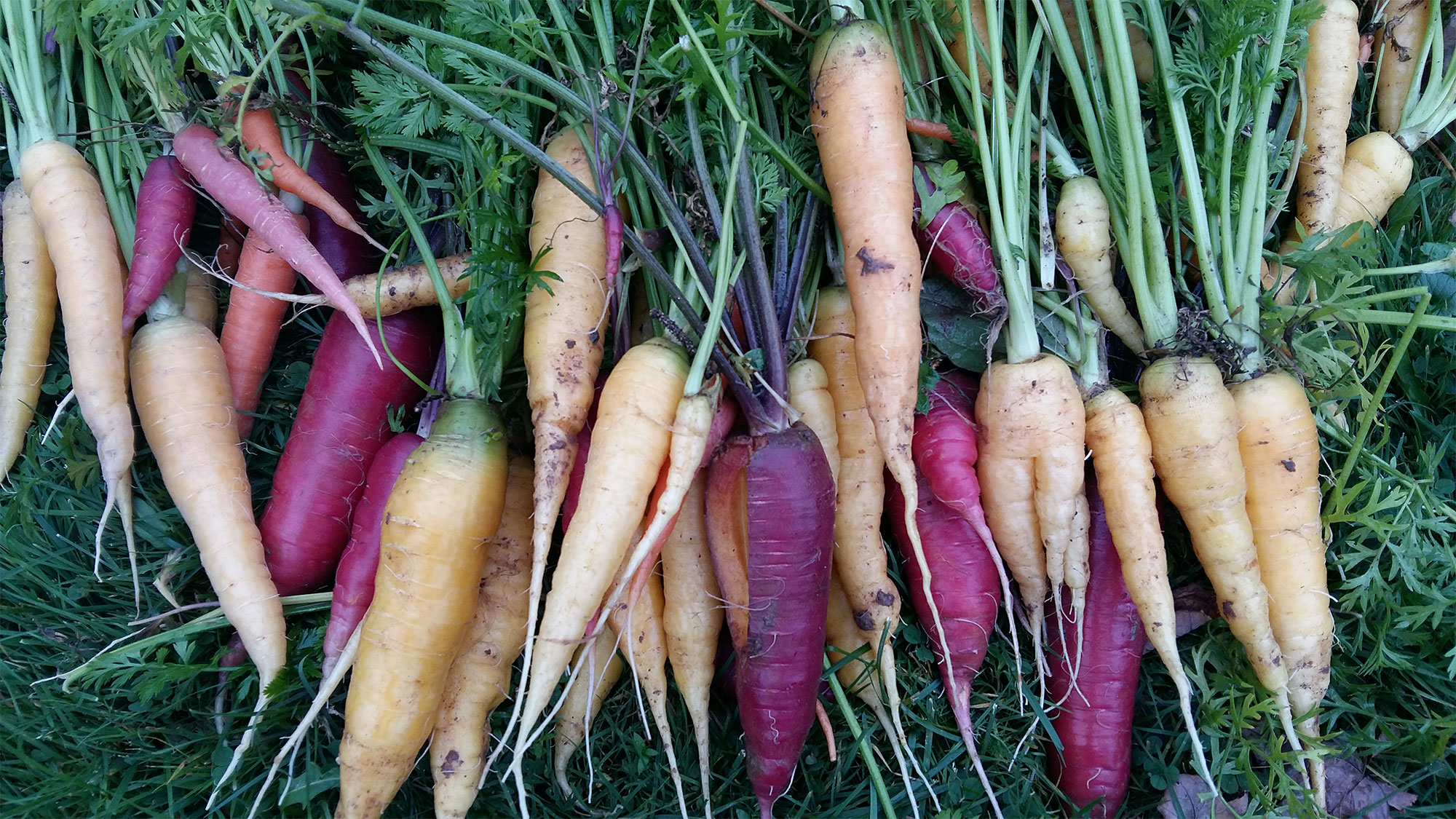 A bunch of carrots of various colors.