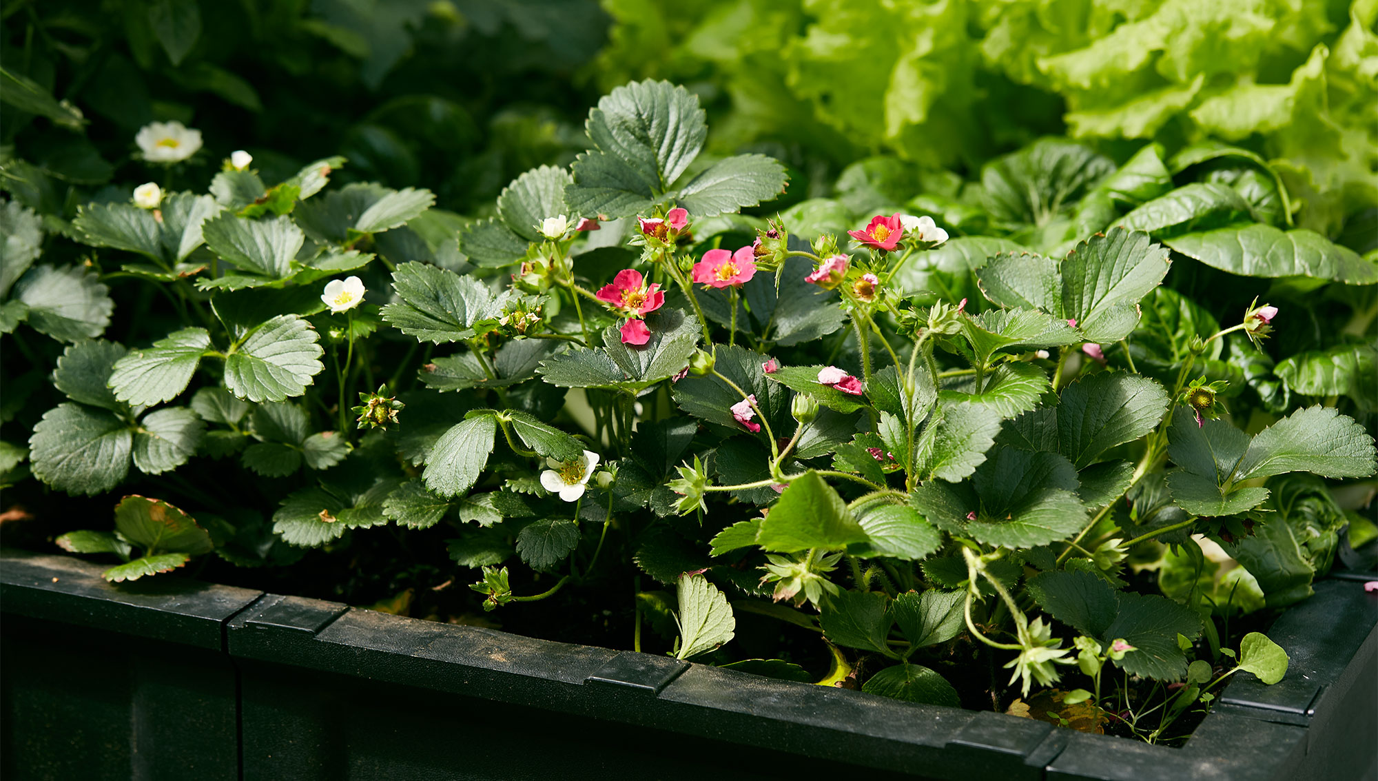Strawberry plants growing in a raised-bed planter.