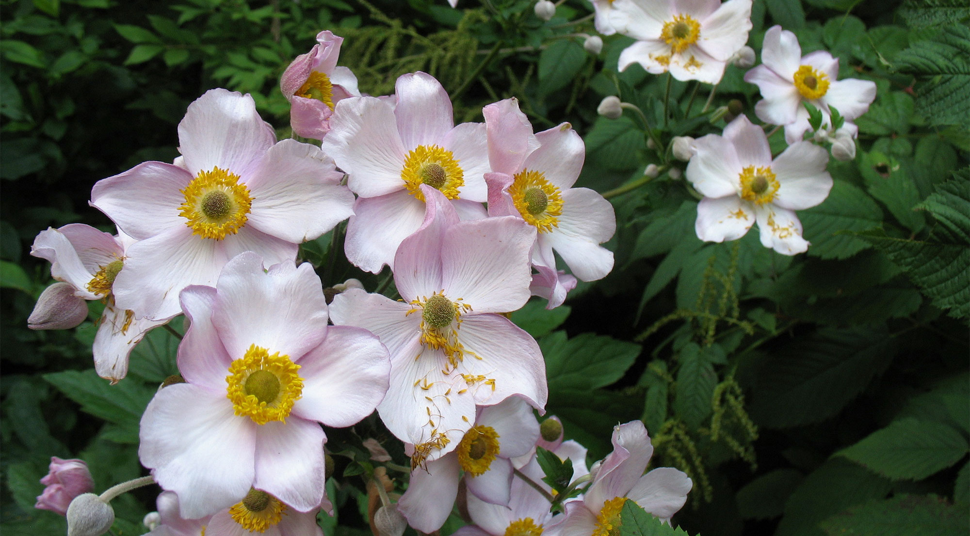 Flowers for the Summer Shade Garden. Cluster of Japanese anemone blooms.