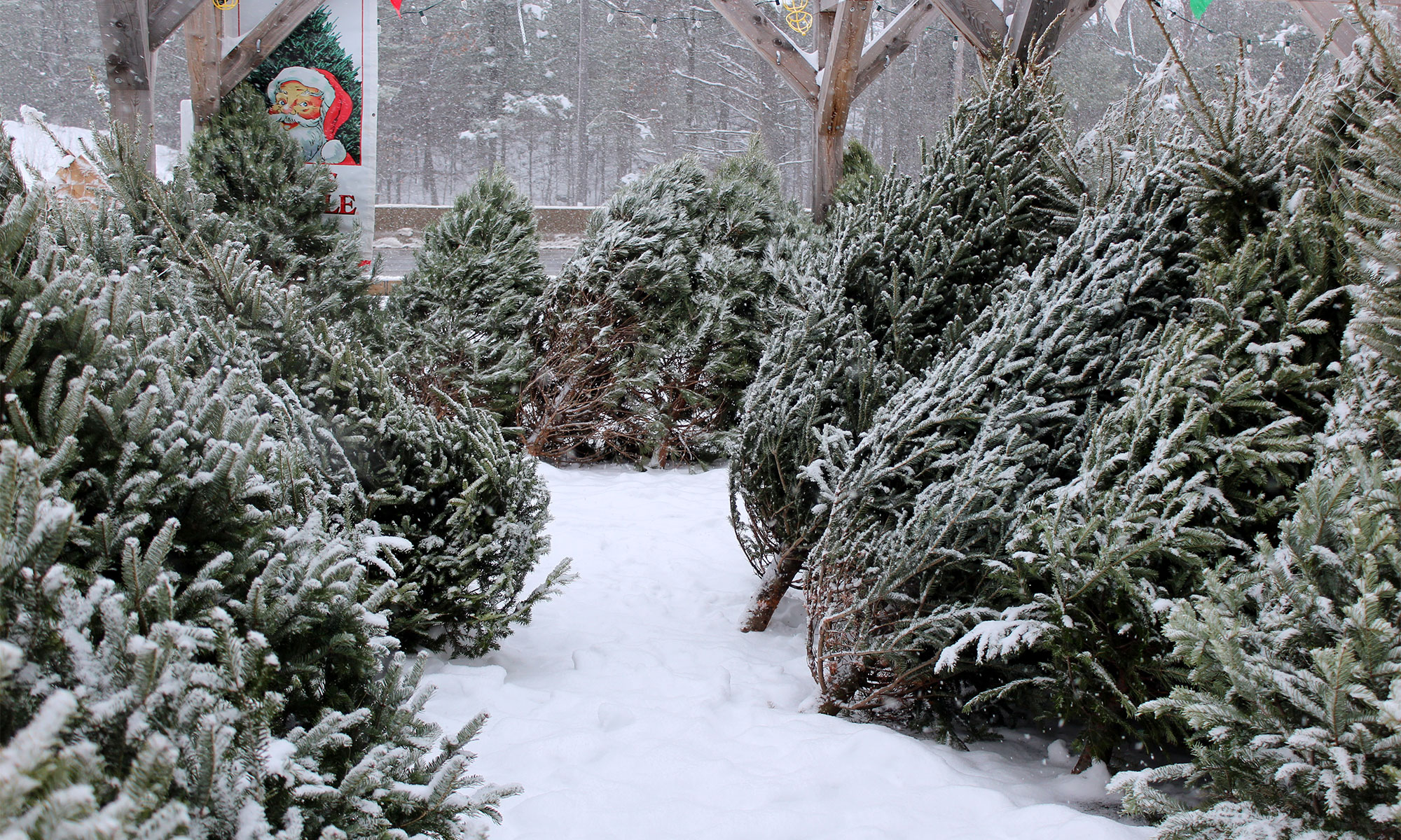 Divers arbres de Noël coupés, dont des pins sylvestres, des sapins Fraser, des sapins baumiers, des sapins du Colorado et des épinettes du Colorado