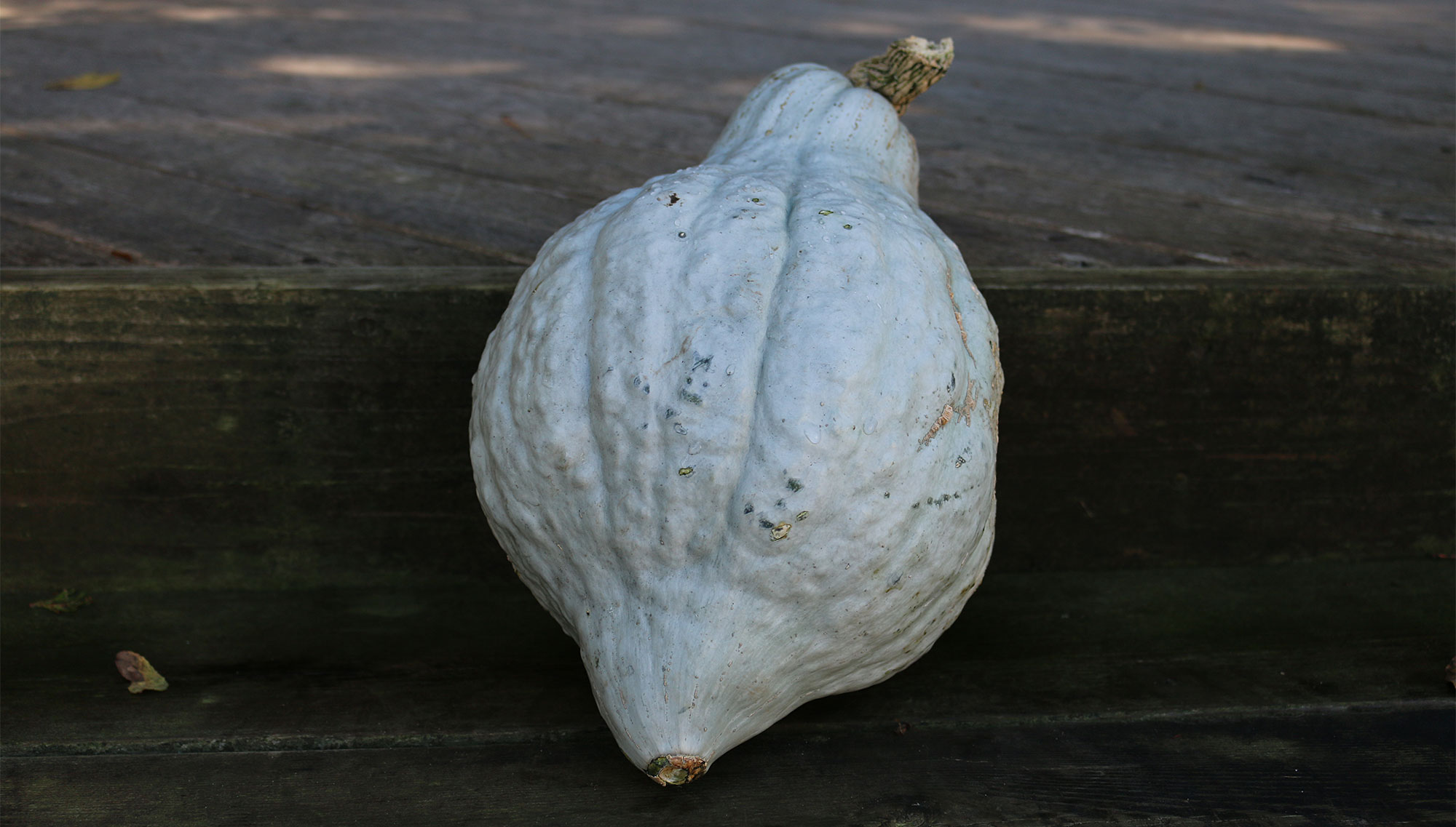 Courge 'Hubbard' bleue
