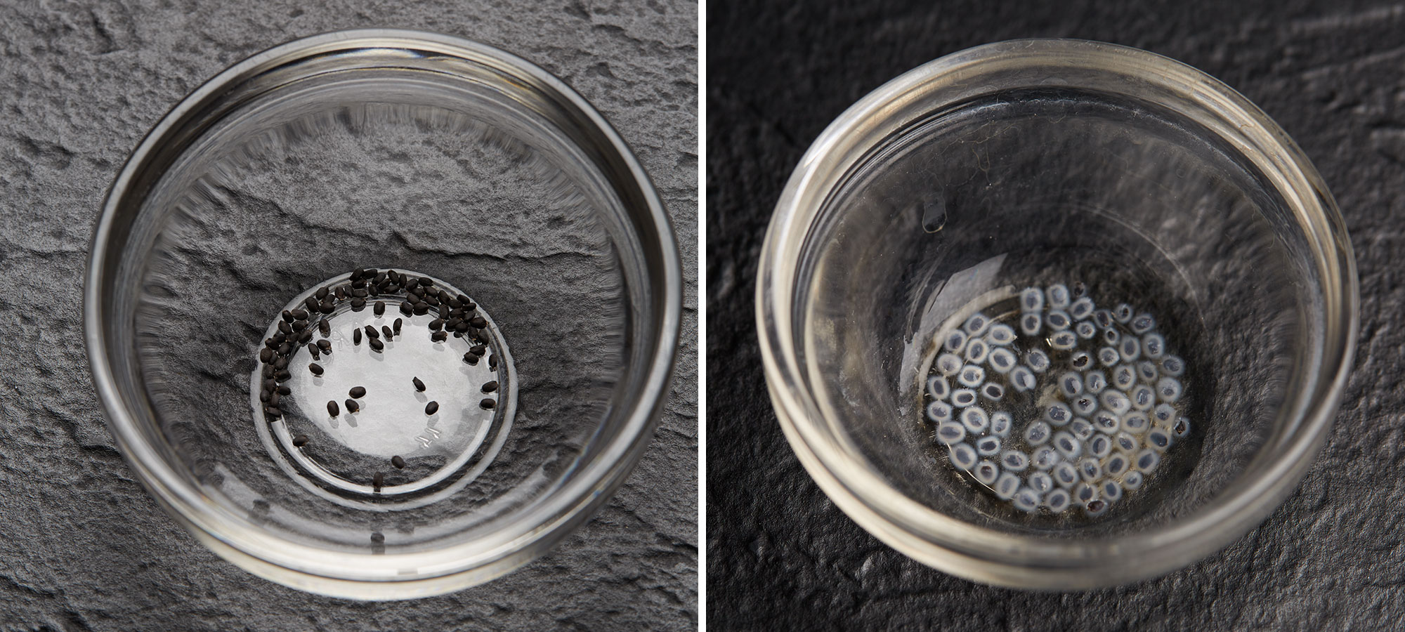 Image de gauche : Graines de basilic. Image de droite : Enveloppe gélatineuse couvrant des graines de basilic après trempage.