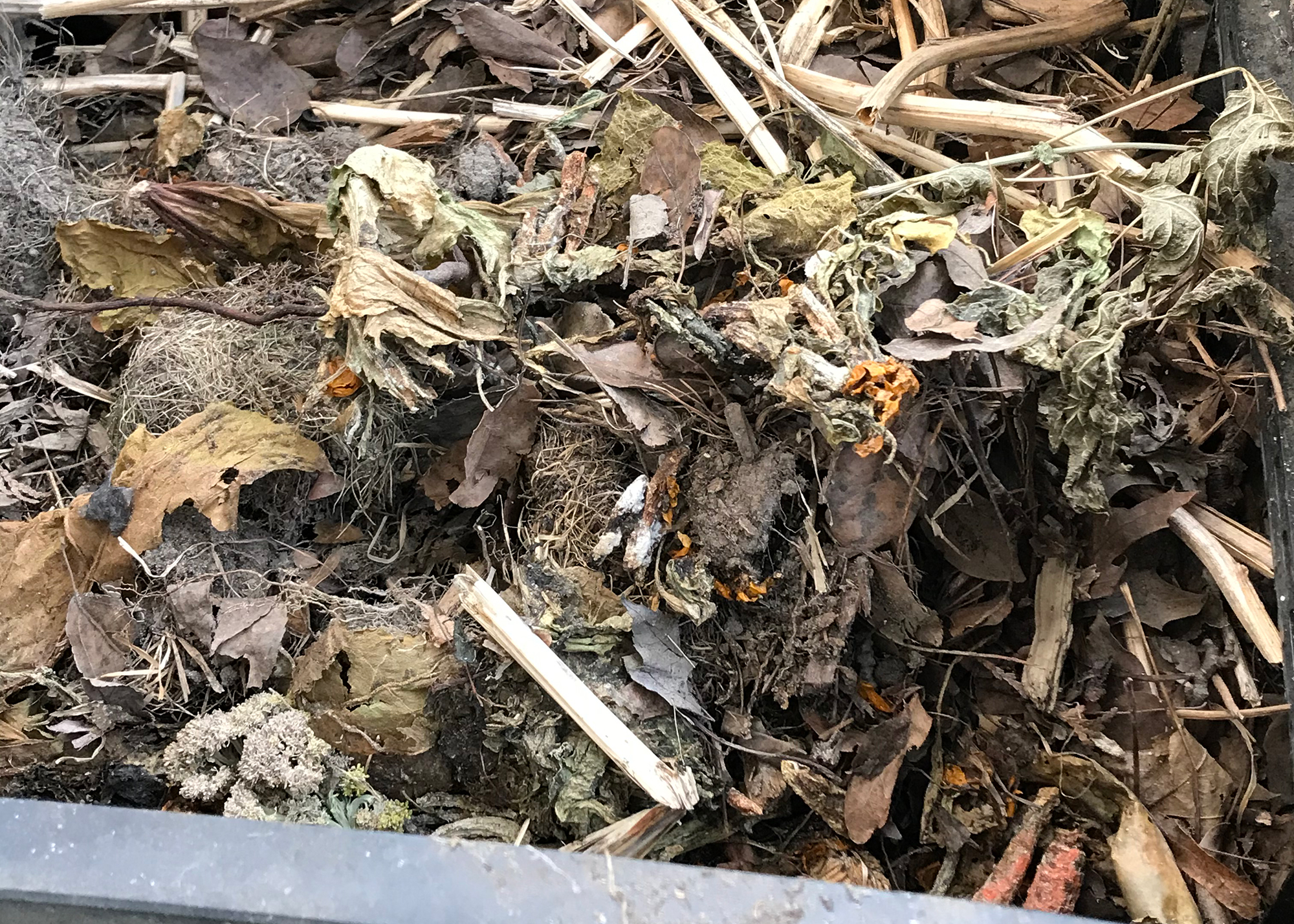 Tas de feuilles mortes et de brindilles dans un composteur
